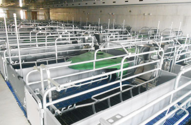 Weaner Stall, Wtf and Finisher Pens - China Weaner Stall, Weaner